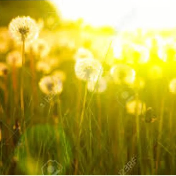 Custom Bracelet listing - Picture 1 of 1